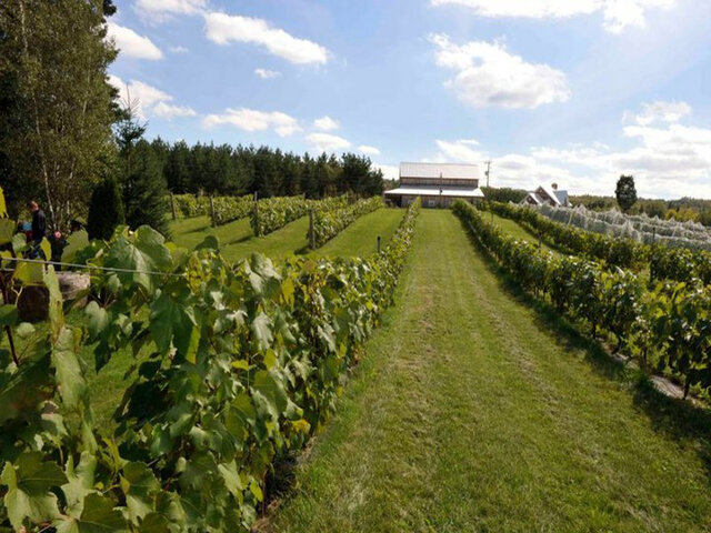 Vignoble Saint-Gabriel - 4&nbsp;&nbsp;&nbsp;&copy; Vignoble Saint-Gabriel