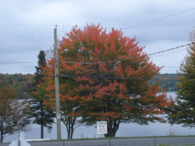 Lac