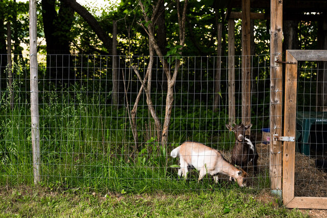 Petits animaux&nbsp;&nbsp;&nbsp;&copy; Charles et Annie Photographie