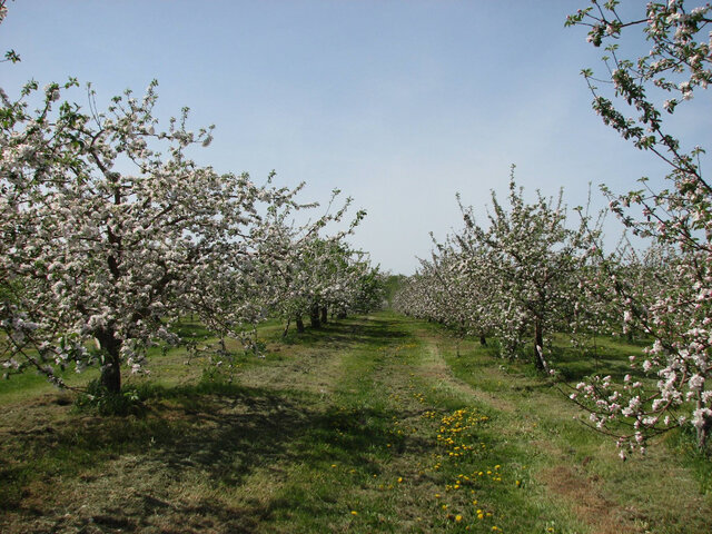 Verger en fleurs&nbsp;&nbsp;&nbsp;&copy; R. Bergeron