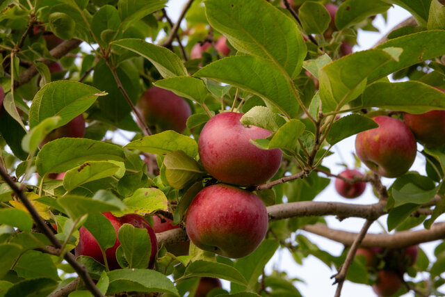 Pommes&nbsp;&nbsp;&nbsp;&copy; Tourisme Mauricie, V.Wilfort