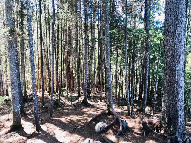 Randonnée en forêt, Québec&nbsp;&nbsp;&nbsp;&copy; Quatre Natures
