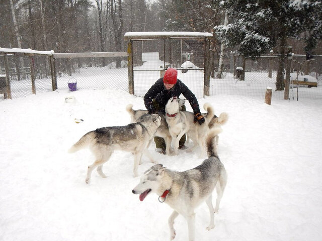 Traîneau à chiens, Outaouais&nbsp;&nbsp;&nbsp;&copy; École internationale d'étude de la terre