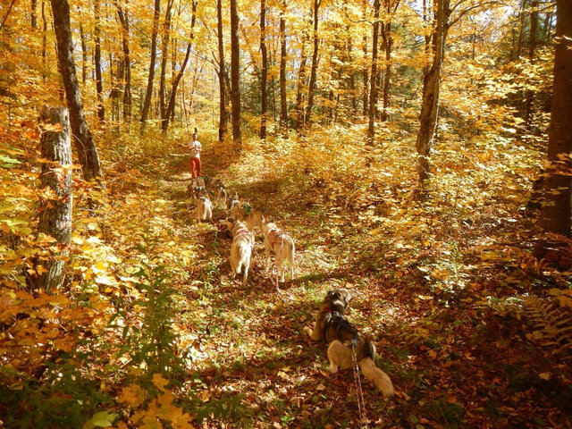 Canicross, Outaouais&nbsp;&nbsp;&nbsp;&copy; École internationale d'étude de la terre