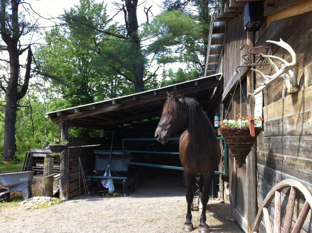 Soin chevaux randonnée équestre, Outaouais&nbsp;&nbsp;&nbsp;&copy; École internationale d'étude de la terre