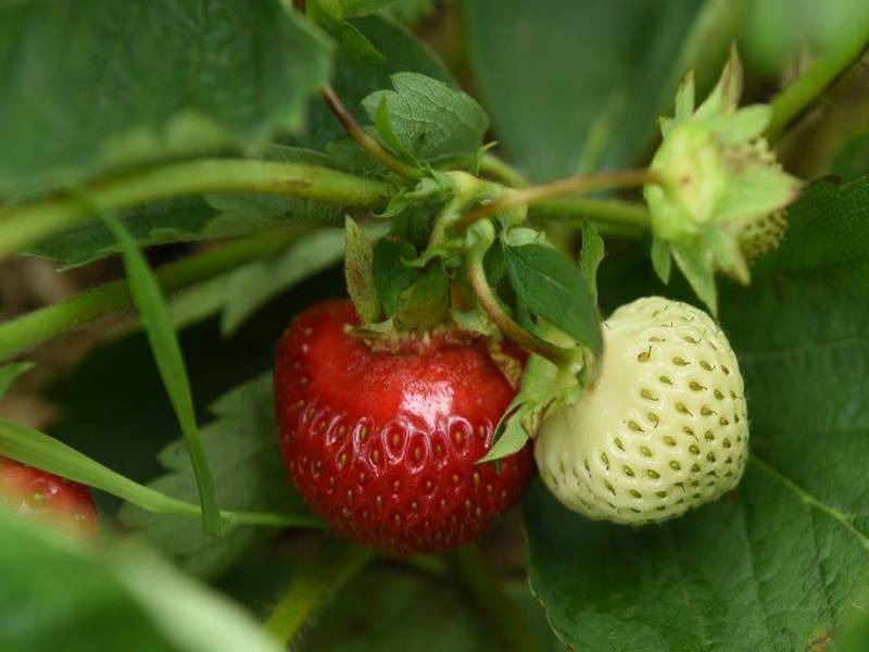 Chasse aux petites fraises sauvages (Gaspésie)