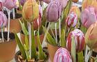 Tulipes en pot en chocolat pour la fête des Mères © Mam'zelle Joséphine