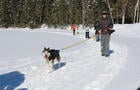 Canicross, Laurentides © Aventure Quatre Saisons
