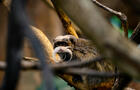 Biodôme de Montréal - Espace pour la vie - Tamarin © Espace pour la vie/Jfsavaria