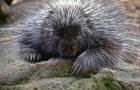Zoo Ecomuseum&nbsp;&nbsp;&nbsp;&copy; Zoo Ecomuseum