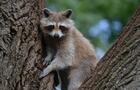 Zoo Ecomuseum&nbsp;&nbsp;&nbsp;&copy; Zoo Ecomuseum