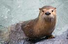 Zoo Ecomuseum&nbsp;&nbsp;&nbsp;&copy; Zoo Ecomuseum