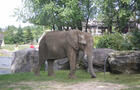 Zoo de Granby © Zoo de Granby