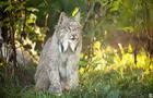 Lynx du Canada © R.St-Laurent