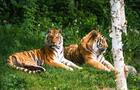 Tigres de l'Amour&nbsp;&nbsp;&nbsp;&copy; Zoo sauvage de Saint-Félicien