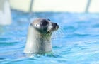 Des animaux marins captivants&nbsp;&nbsp;&nbsp;&copy; F.Doucet