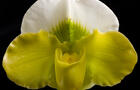 Paphiopedilum&nbsp;&nbsp;&nbsp;&copy; A.Leblond
