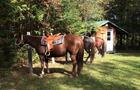 Halte du Cheval-Errant&nbsp;&nbsp;&nbsp;&copy; Ranch Winslow