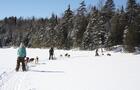 Traîneau à chiens, Laurentides © Laurel Aventure Nature