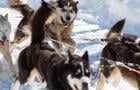Passion Husky