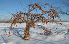 Pommier l'hiver