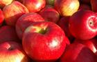 Pommes Honeycrisp © Verger de Tilly