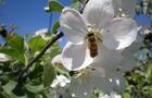 Abeille et pommiers en fleurs © Verger de Tilly