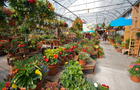 Serres de fleurs annuelles
