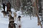 Traîneau à chiens au repos, SLSTJ&nbsp;&nbsp;&nbsp;&copy; Alaskan du Nord
