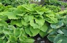 Hostas