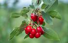Labonté de la pomme - Cerises griottes en autocueillette&nbsp;&nbsp;&nbsp;&copy; Labonté de la pomme