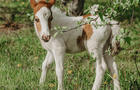 Cheval&nbsp;&nbsp;&nbsp;&copy; Kéroul