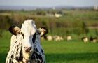 Vache