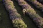 La floraison