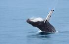 Baleine&nbsp;&nbsp;&nbsp;&copy; C.Dubé