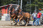 Concours de tire de cheveaux © Harfang studio multimédia / A.Villatte