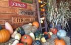 Citrouilles et courges