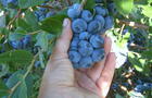 Bleuets