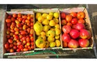 Tomates