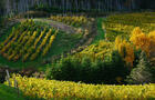 Vignoble Domaine des Salanges © N.Quinn