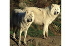 Safari au Parc Oméga - loups arctiques © S.Jacobs