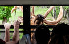 Safari au Parc Oméga - wapiti © K.Yates