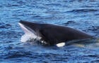 Rorqual commun