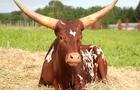 Watusi