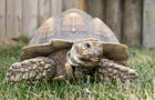 Tortue sillonnée