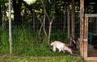 Petits animaux&nbsp;&nbsp;&nbsp;&copy; Charles et Annie Photographie