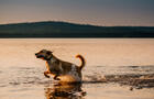 Chien courant dans l'eau à la Pourvoirie du lac Faillon&nbsp;&nbsp;&nbsp;&copy; C.Leduc