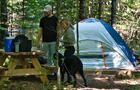 Les chiens sont le bienvenus © J-F. Girard