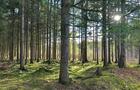 Forêt exceptionnelle&nbsp;&nbsp;&nbsp;&copy; Parc régional de la Forêt-Drummond