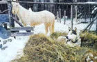 Micro ferme&nbsp;&nbsp;&nbsp;&copy; Galeox Univers